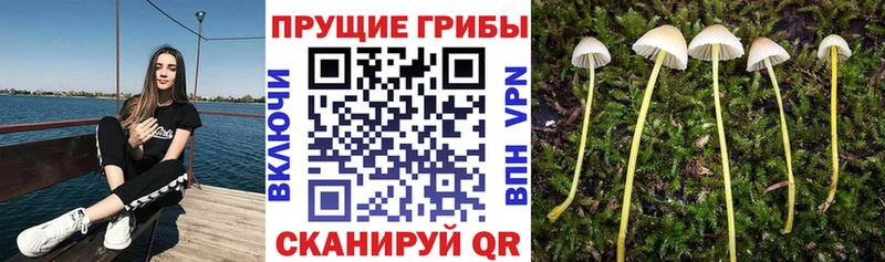 Галлюциногенные грибы мицелий  гидра как зайти  Высоцк  даркнет сайт 